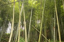 顺应绿色发展潮流，“以竹代塑”成市场新风向