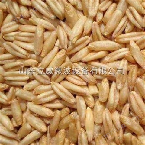 燕麦粒烘烤熟化设备厂家/立威微波燕麦片烘烤设备公司